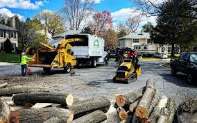 How Our Tree Care Process Works  in  Tarpon Springs, FL