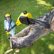 Best Stump Grinding and Removal  in Tarpon Springs, FL