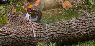 Best Hazardous Tree Removal  in Tarpon Springs, FL