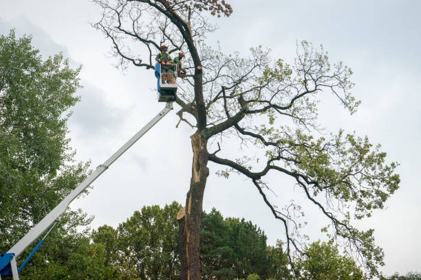 Best Tree Mulching  in Tarpon Springs, FL