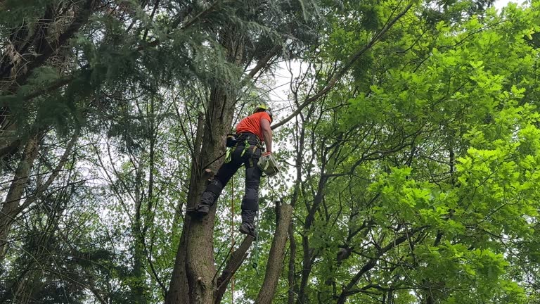 Best Lot and Land Clearing  in Tarpon Springs, FL