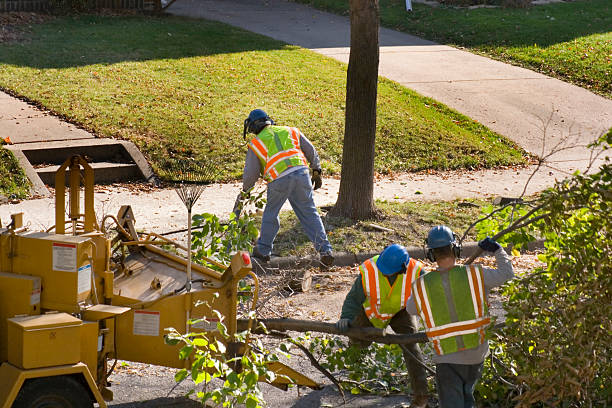 Best Lawn Drainage Solutions  in Tarpon Springs, FL