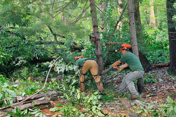 Best Tree Disease Treatment  in Tarpon Springs, FL