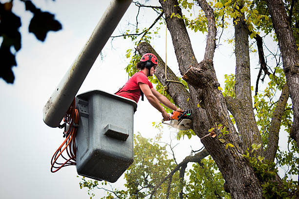 Best Arborist Consultation Services  in Tarpon Springs, FL