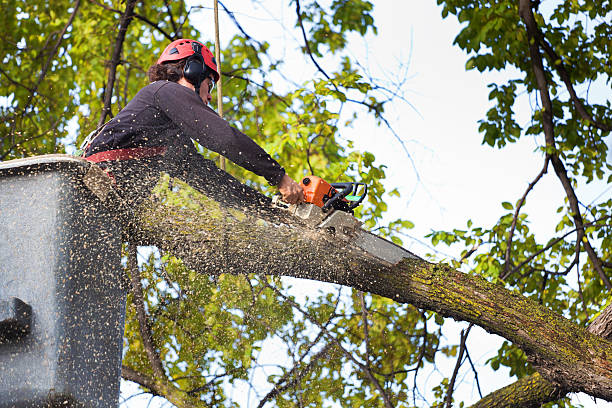 Best Tree Preservation Services  in Tarpon Springs, FL